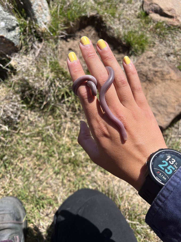 Brown-snouted Blind Snake from Moolarben, NSW, AU on October 12, 2023 ...