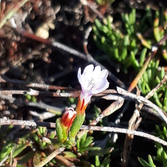 Limonium kraussianum