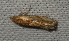 Eucosma cana