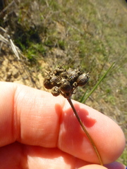 Lichtensteinia obscura