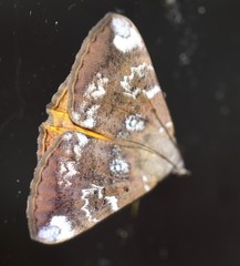 Oxyodes tricolor