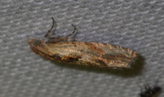 Eucosma cana