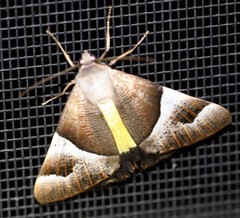 Niceteria macrocosma