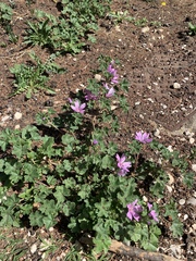 Malva sylvestris