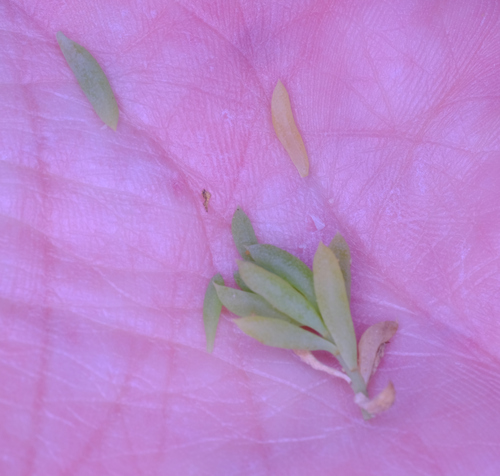 Image of Threlkeldia diffusa by (c) Peter Crowcroft, some rights reserved (CC BY)