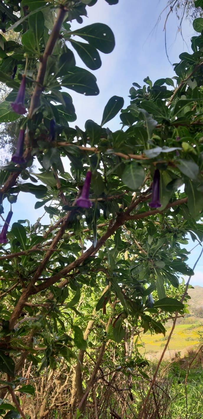 Imagem de Pimenteira-de-jardim