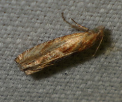 Eucosma cana