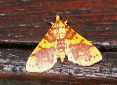 Conogethes haemactalis