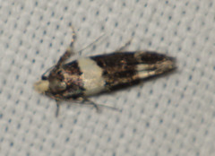Recurvaria leucatella