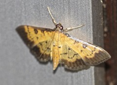 Ategumia adipalis