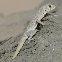 Namib Day Gecko photo 2