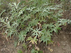 Delphinium cardinale