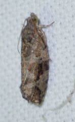 Eudemis