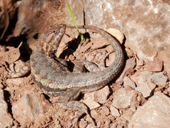 Sceloporus occidentalis occidentalis