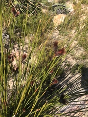 Hypodiscus alboaristatus