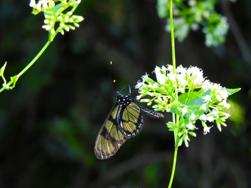 Thyridia psidii pallida