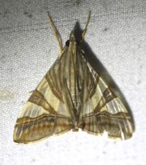 Agrioglypta zelimalis