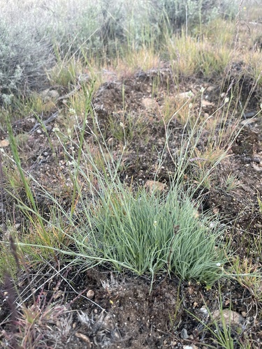 Eremogone congesta var. cephaloidea