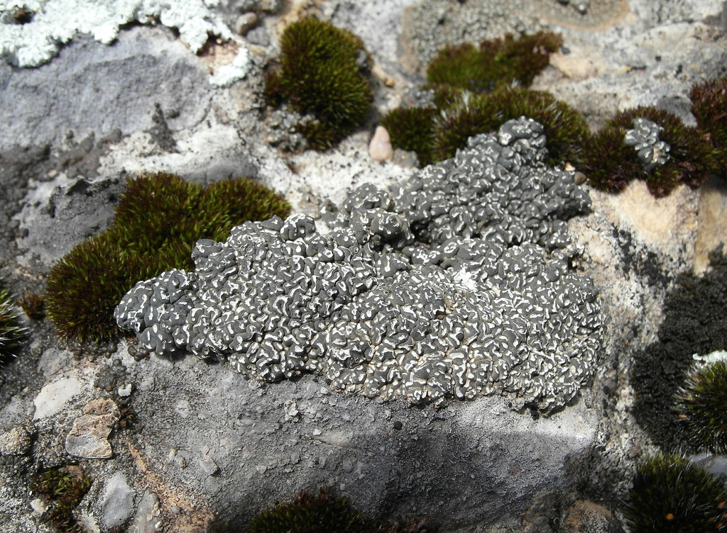 Aspicilia albosparsa