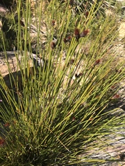 Hypodiscus alboaristatus