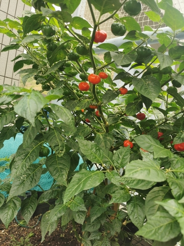 Foto de Pimenta-de-cheiro
