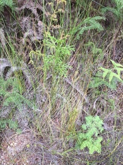 Netrostylis capillaris