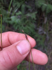 Netrostylis capillaris