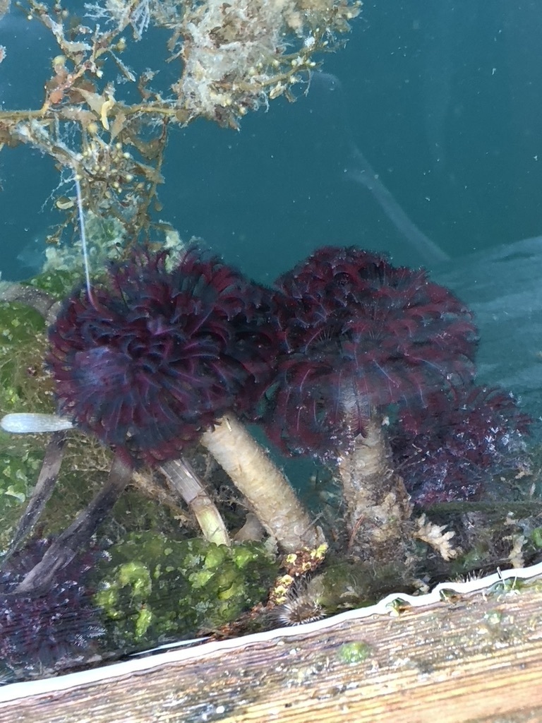 Northern Feather Duster Worm
