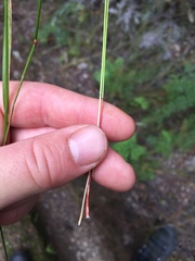 Netrostylis capillaris