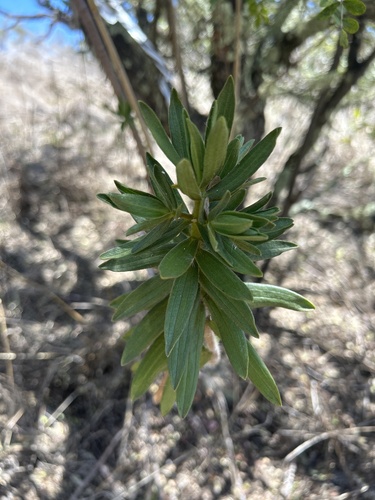 Dubautia arborea observed 2024-04-28