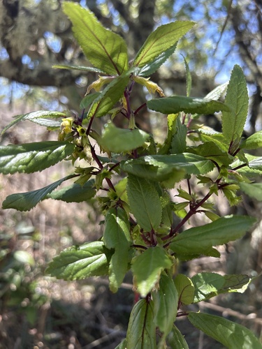 Stenogyne rugosa observed 2024-04-28