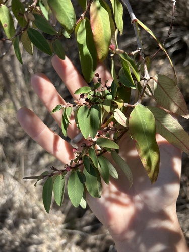 Euphorbia olowaluana observed 2024-04-28
