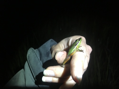 Drymomantis olongburensis