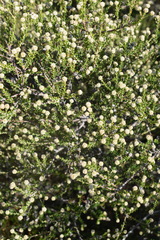 Phylica cephalantha