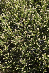 Phylica cephalantha