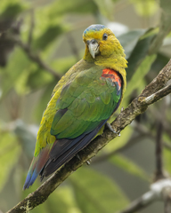 Fuertes's Parrot photo 2