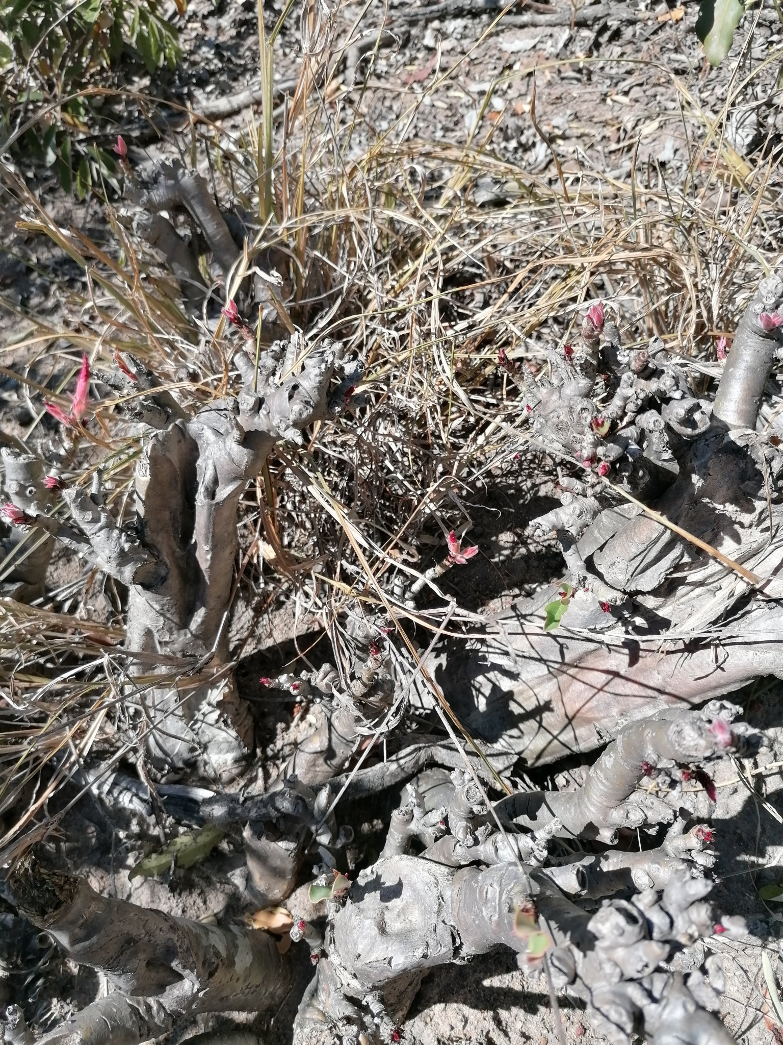 Imagem de Rosa-do-deserto