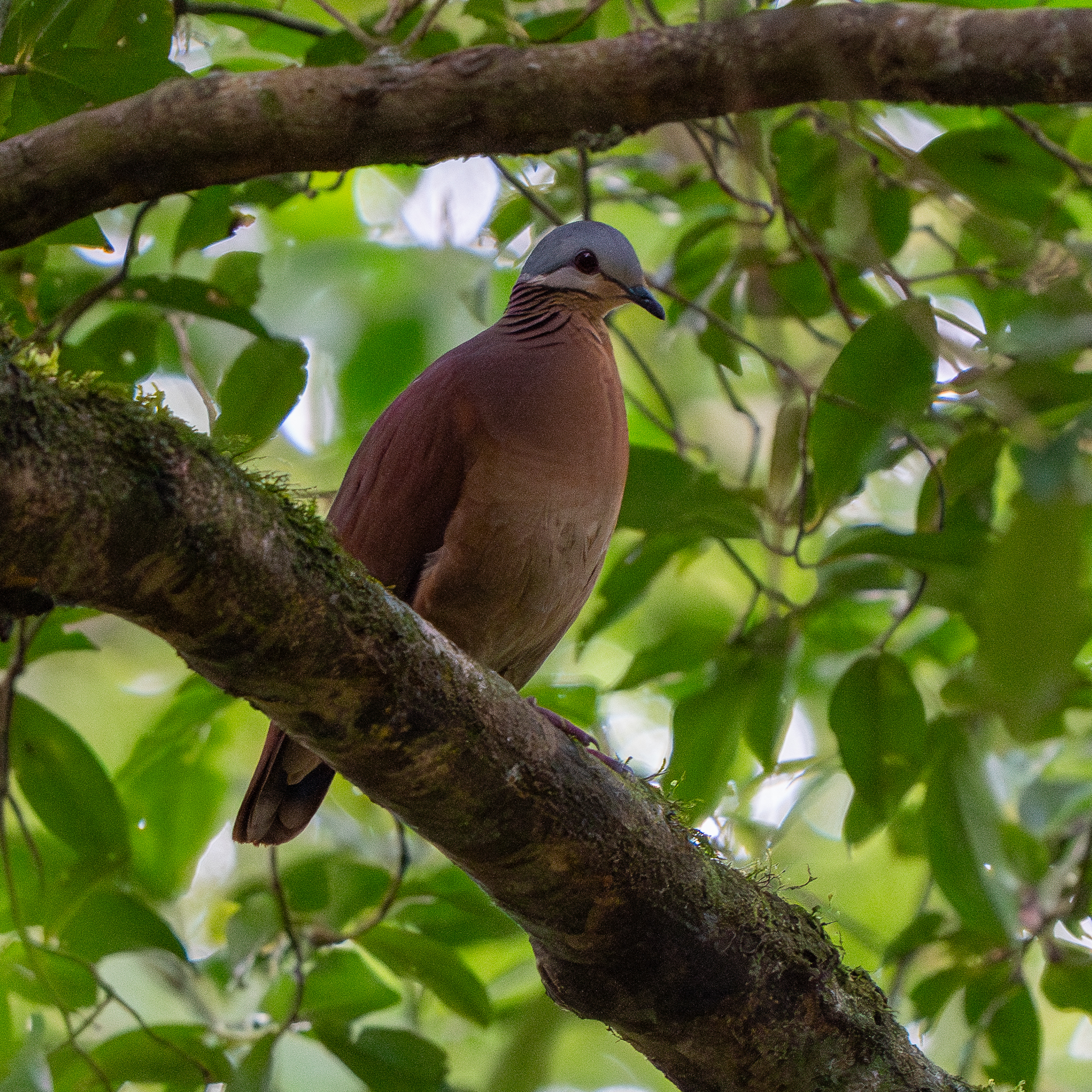 Chiriqui Quail-Dove (Zentrygon chiriquensis), photo 2