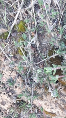 Drosanthemum hispifolium