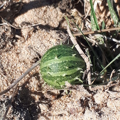 Cucumis myriocarpus