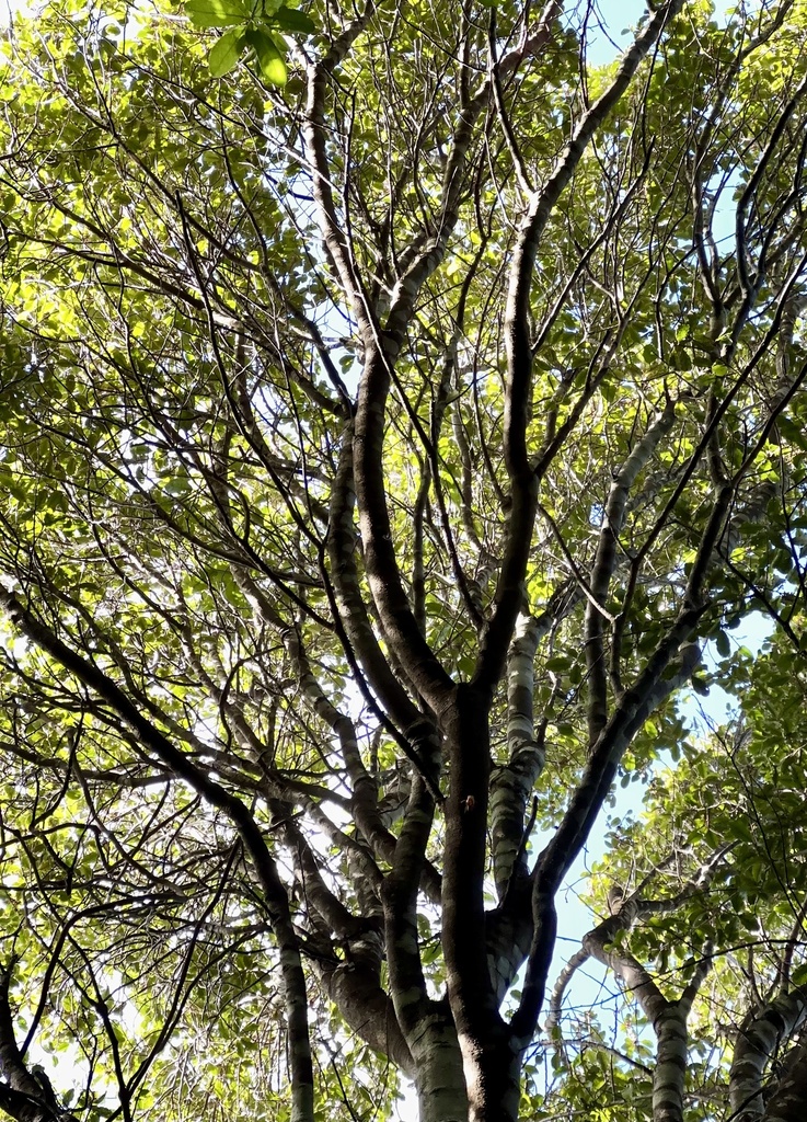 Harata Tree tarata from Heke Street Reserve, Wellington, Wellington, NZ on April 26 ...