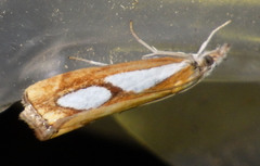 Catoptria pinella