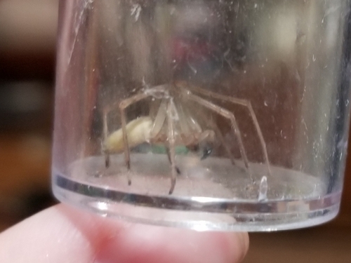 Northern Yellow Sac Spider, 88 Van Gurpin Ln, West Coxsackie, NY 12192, USA, photo 6 of 10