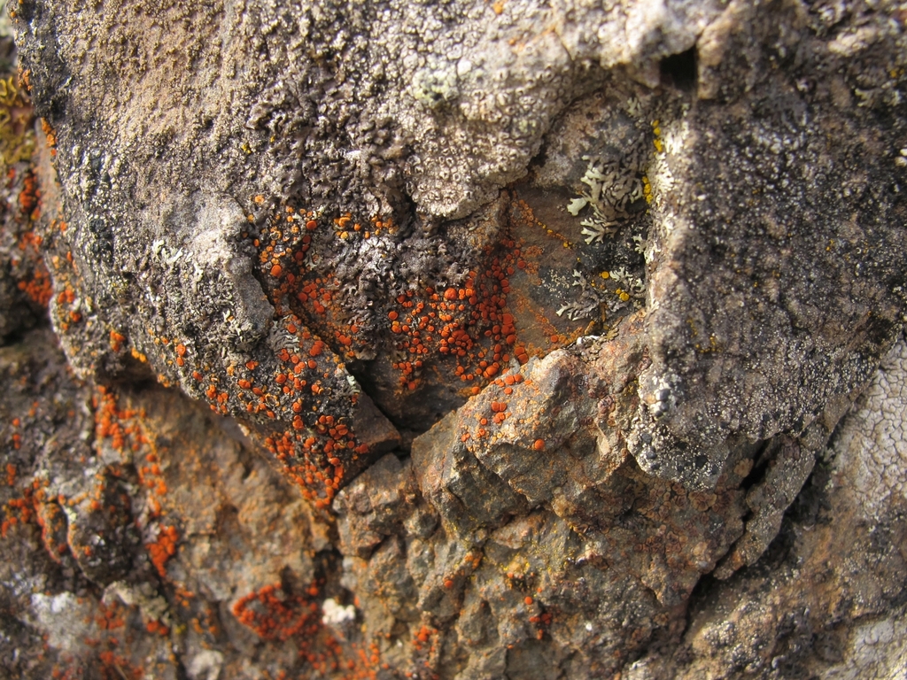 Ramboldiaceae