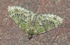 Acasis viretata