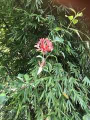 Hibiscus schizopetalus