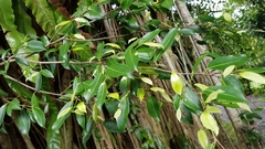 Ficus kurzii
