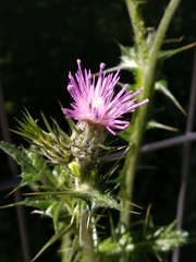 Carduus pycnocephalus