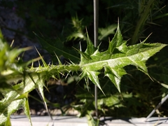 Carduus pycnocephalus