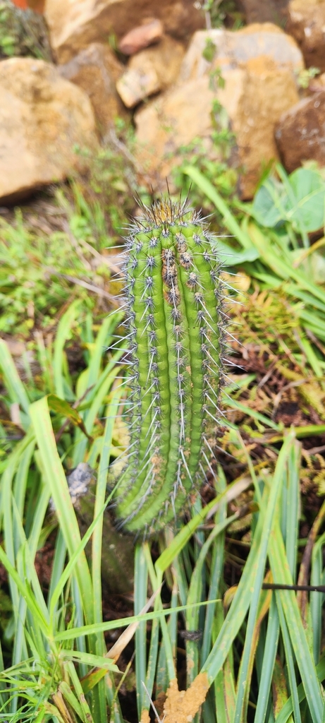Cleistocactus plagiostoma (Vaupel) D.R.Hunt 2